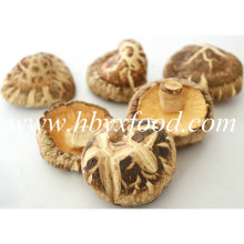 5.5cm encima Seco Anormal Shiitake Mushroom